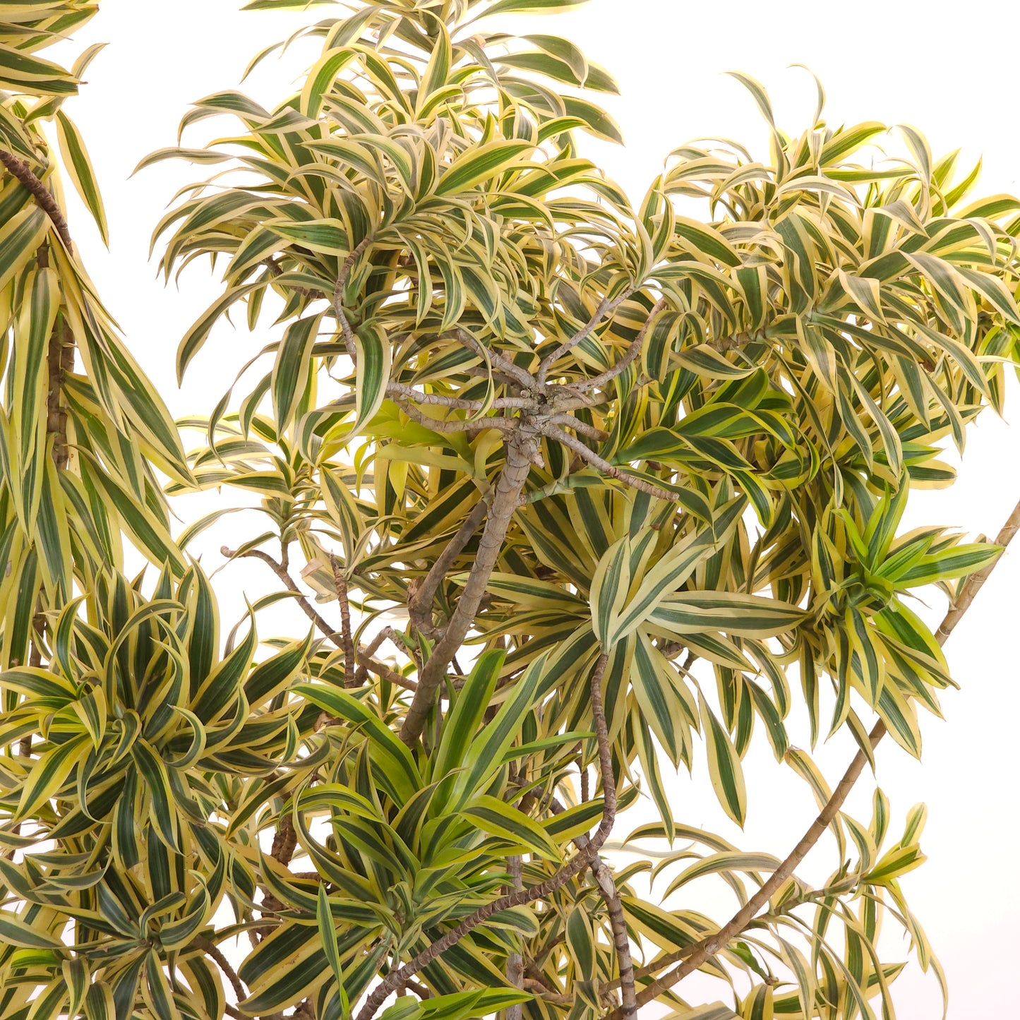 Close up details of 14" Dracaena Song of India