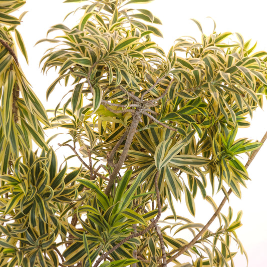 Song of India Cane: Dracaena reflexa - 14 inch pot - 5 foot tall — close-up of foliage — indoor plant for sale by Promise Supply for delivery and pickup in Toronto.