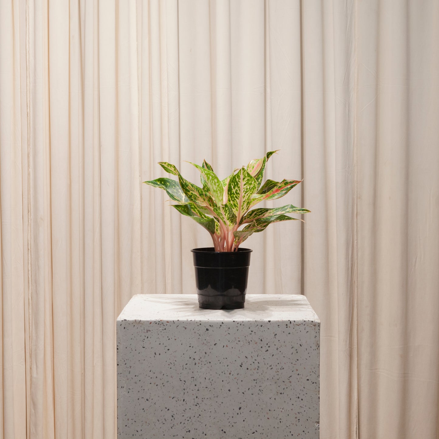 Sparkling Sarah Chinese Evergreen: Aglaonema - 5 inch pot — plant in pot — indoor plant for sale by Promise Supply for delivery and pickup in Toronto.