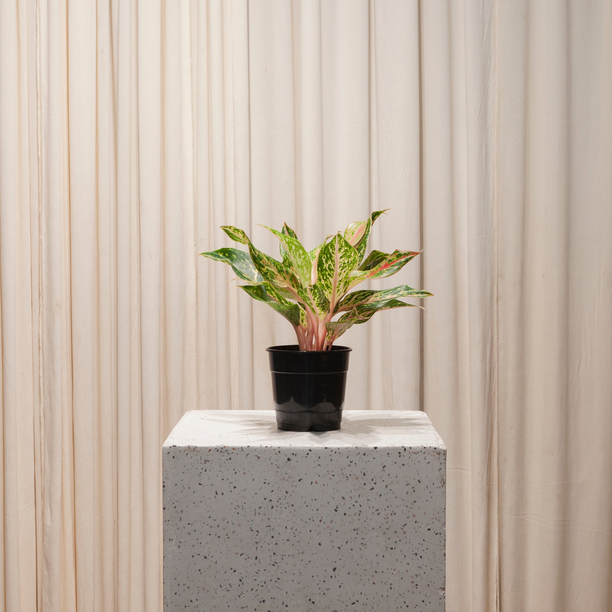 Sparkling Sarah Chinese Evergreen: Aglaonema - 5 inch pot — plant in pot — indoor plant for sale by Promise Supply for delivery and pickup in Toronto.