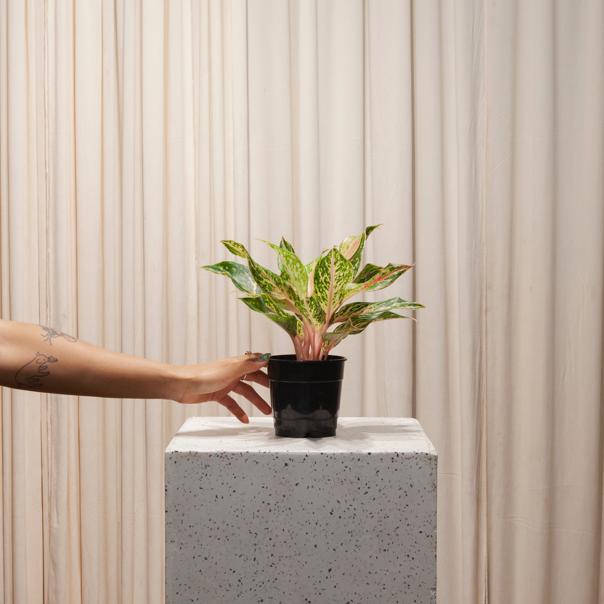 Sparkling Sarah Chinese Evergreen: Aglaonema - 5 inch pot — plant in pot — indoor plant for sale by Promise Supply for delivery and pickup in Toronto.