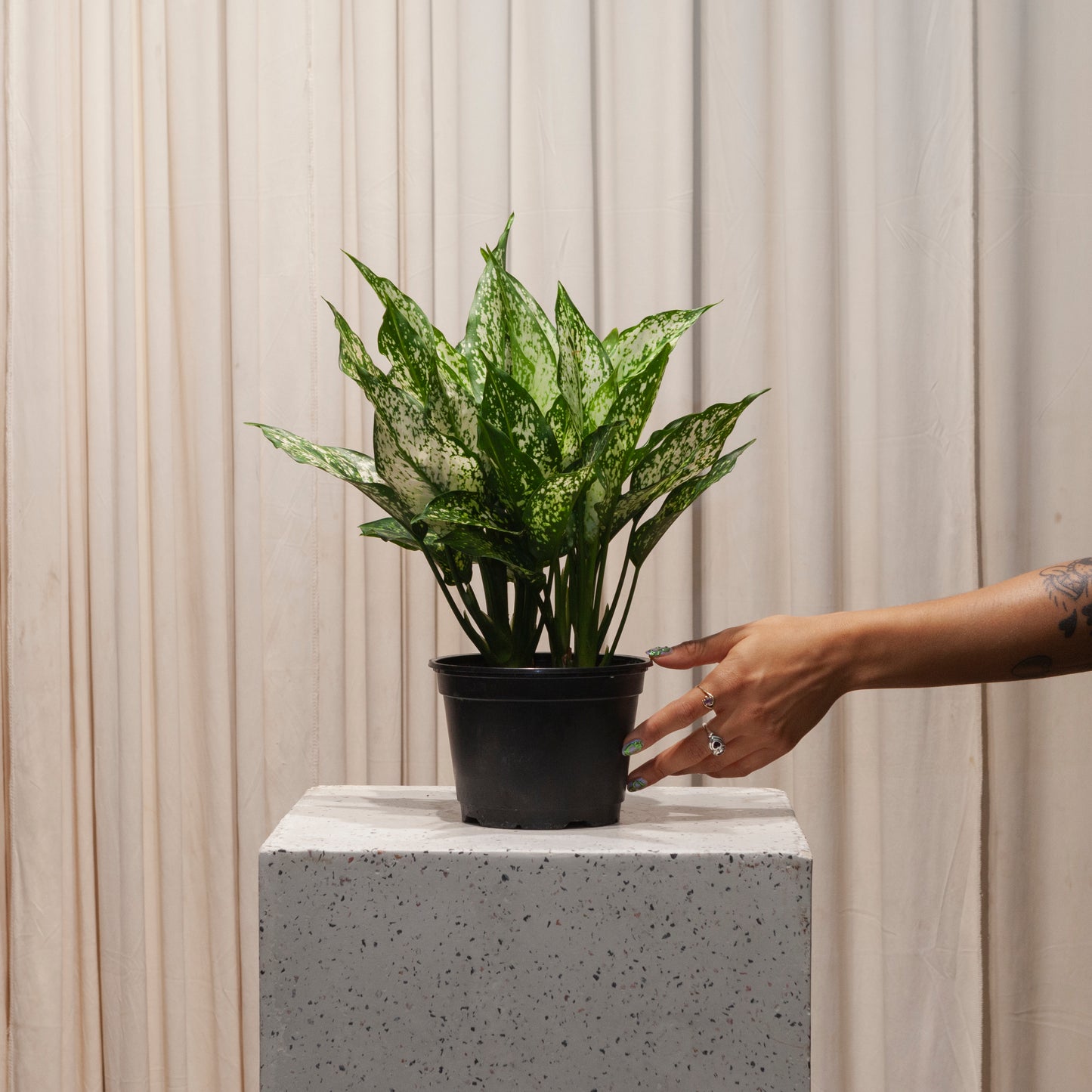 Spring Snow Chinese Evergreen: Aglaonema 'Osaka' - 6 inch pot
