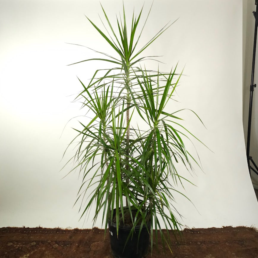 Staggered Dragon Tree: Dracaena marginata - 14 inch pot - 5.5-6 foot tall