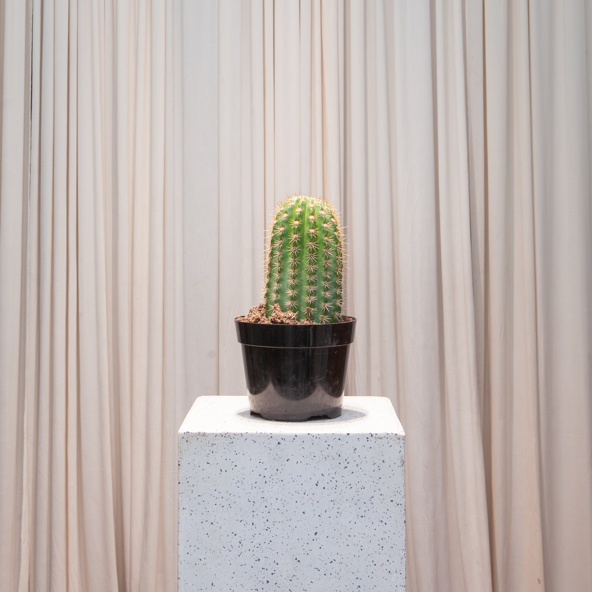 Sun Goddess Cactus: Trichocereus - 8 inch pot — indoor plant — indoor plant for sale by Promise Supply for delivery and pickup in Toronto.