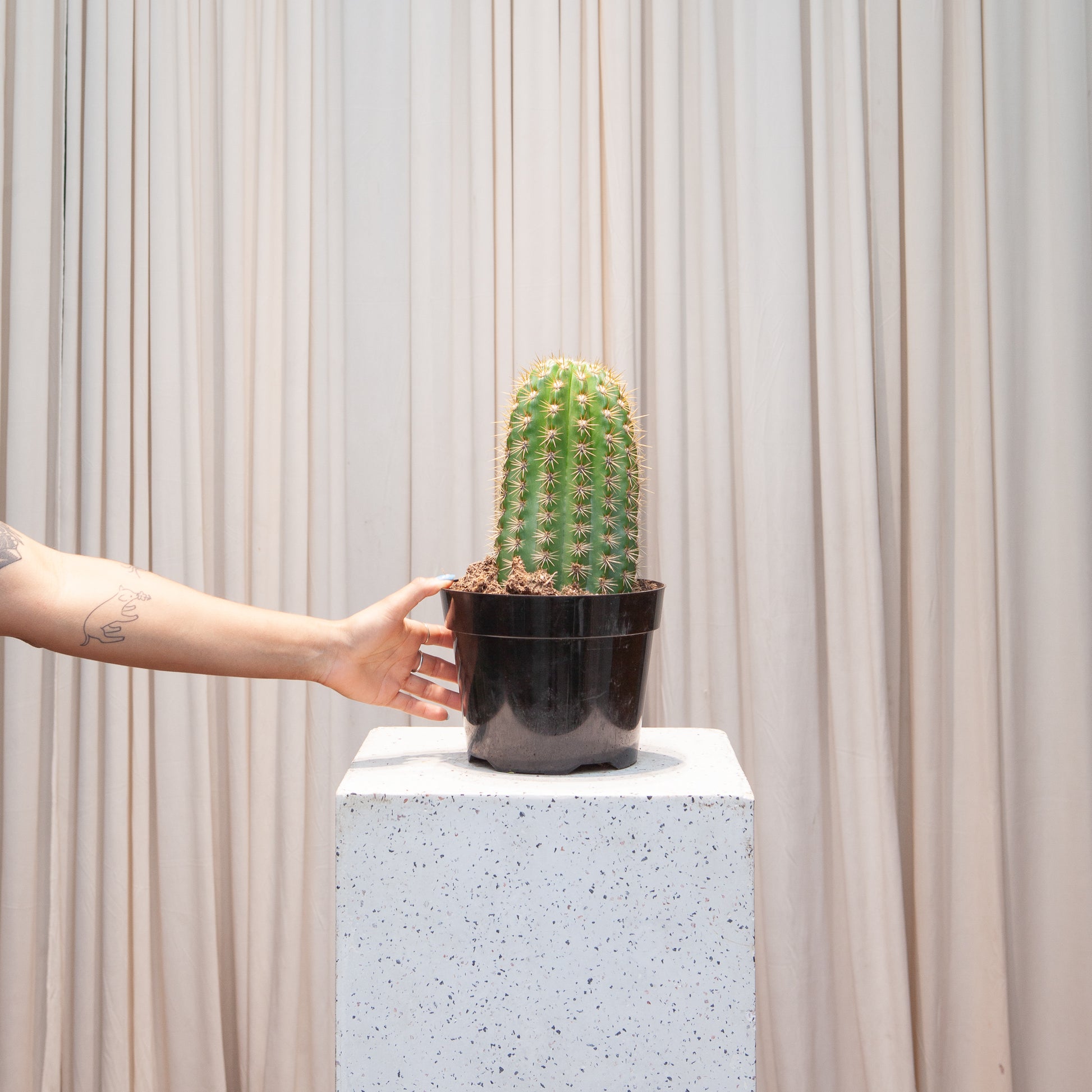 Sun Goddess Cactus: Trichocereus - 8 inch pot — indoor plant — indoor plant for sale by Promise Supply for delivery and pickup in Toronto.