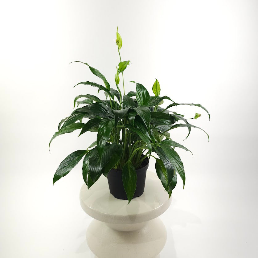 Peace Lily: Spathiphyllum - 6 inch pot