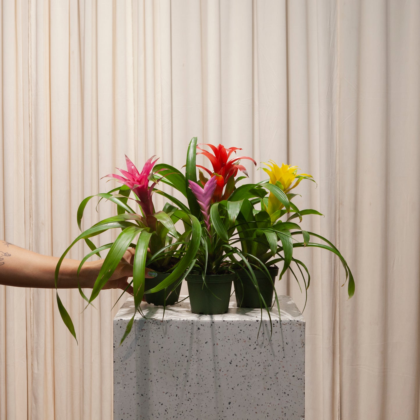 Tillandsia: Bromeliad - 4 inch pot — plant in pot — indoor plant for sale by Promise Supply for delivery and pickup in Toronto.