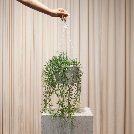 Fish Hook: Senecio radicans - 8 inch hanging basket — indoor plant — indoor plant for sale by Promise Supply for delivery and pickup in Toronto.