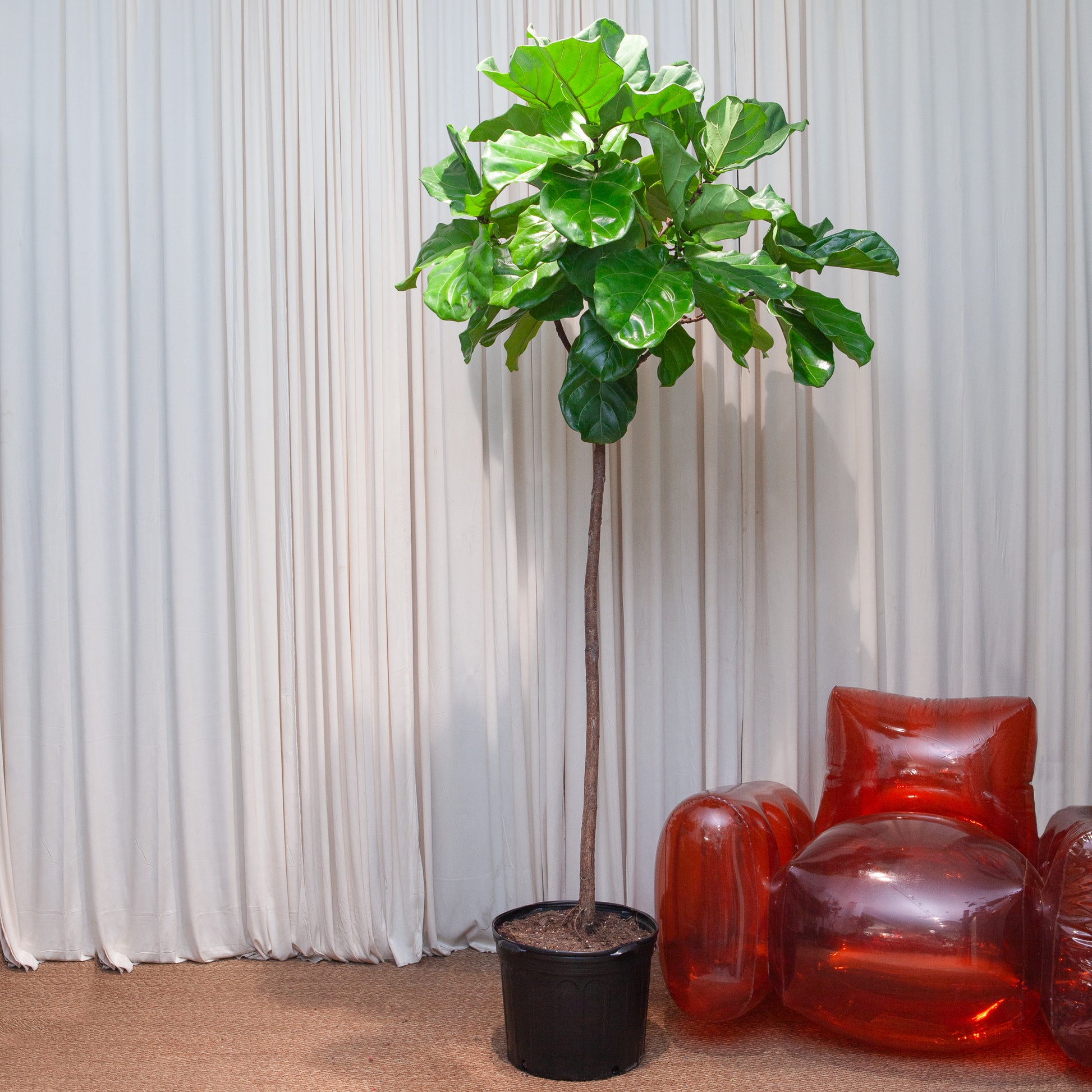 Fiddle Leaf Fig Tree: Ficus lyrata - 14 inch pot - 6-9 foot tall — indoor plant — indoor plant for sale by Promise Supply for delivery and pickup in Toronto.