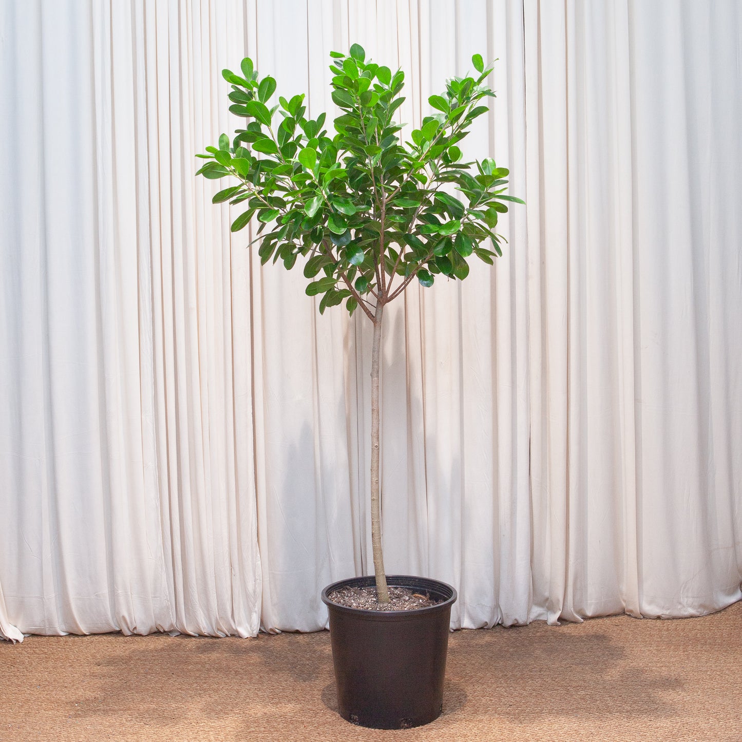 Ficus Moclame: Ficus microcarpa - 14 inch pot - 4.5-6 foot tall