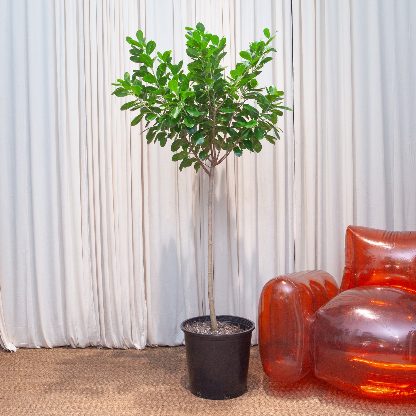 Ficus Moclame: Ficus microcarpa - 14 inch pot - 4.5-6 foot tall
