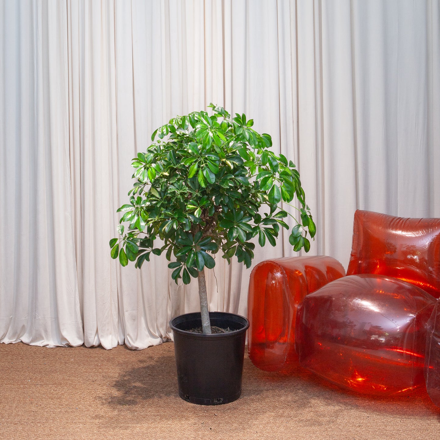 Variegated Dwarf Umbrella Tree: Schefflera arboricola 'Capella' - 14 inch pot - 5 foot tall — indoor plant — indoor plant for sale by Promise Supply for delivery and pickup in Toronto.