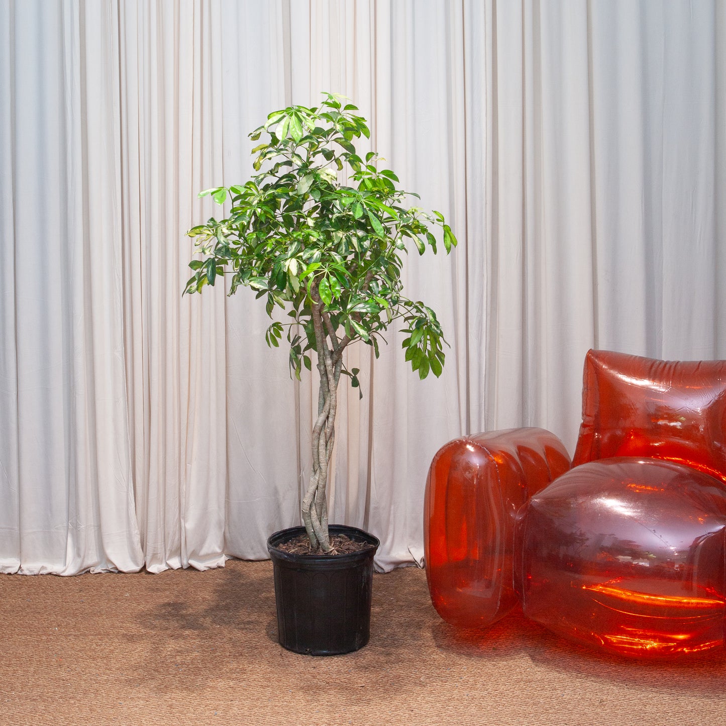 Braided Variegated Umbrella Tree: Schefflera arboricola 'Capella' - 12 inch pot - 5 foot tall