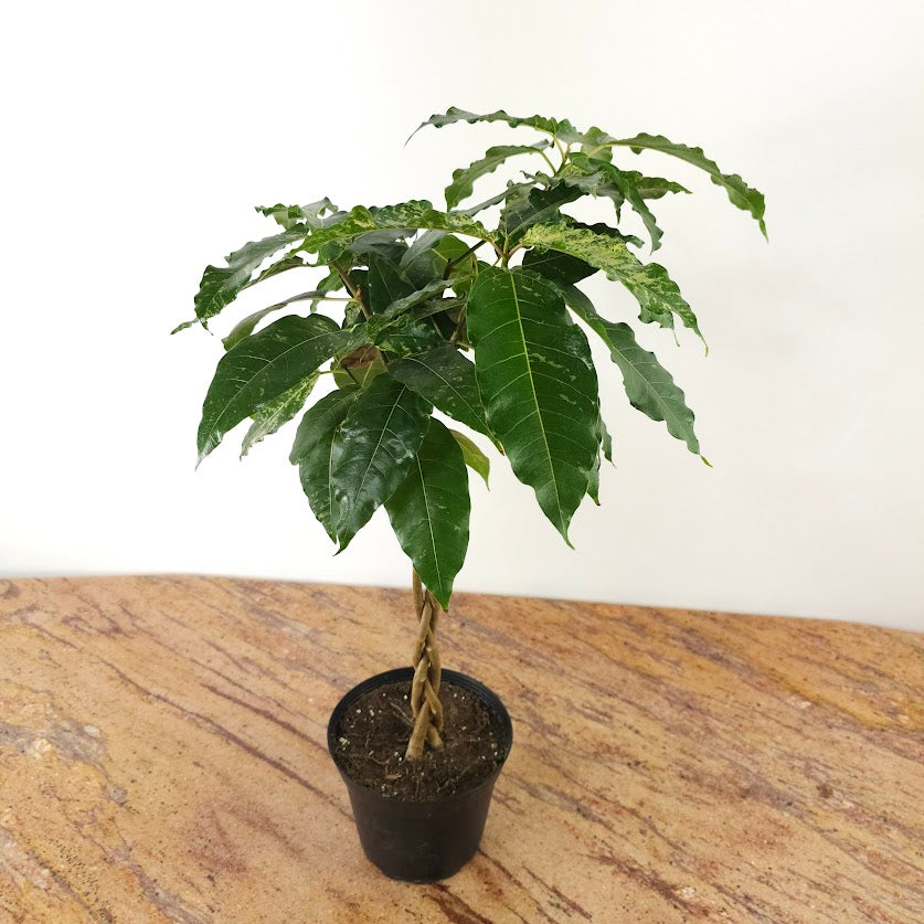 Clown Fig Braid: Ficus Aspera - 6