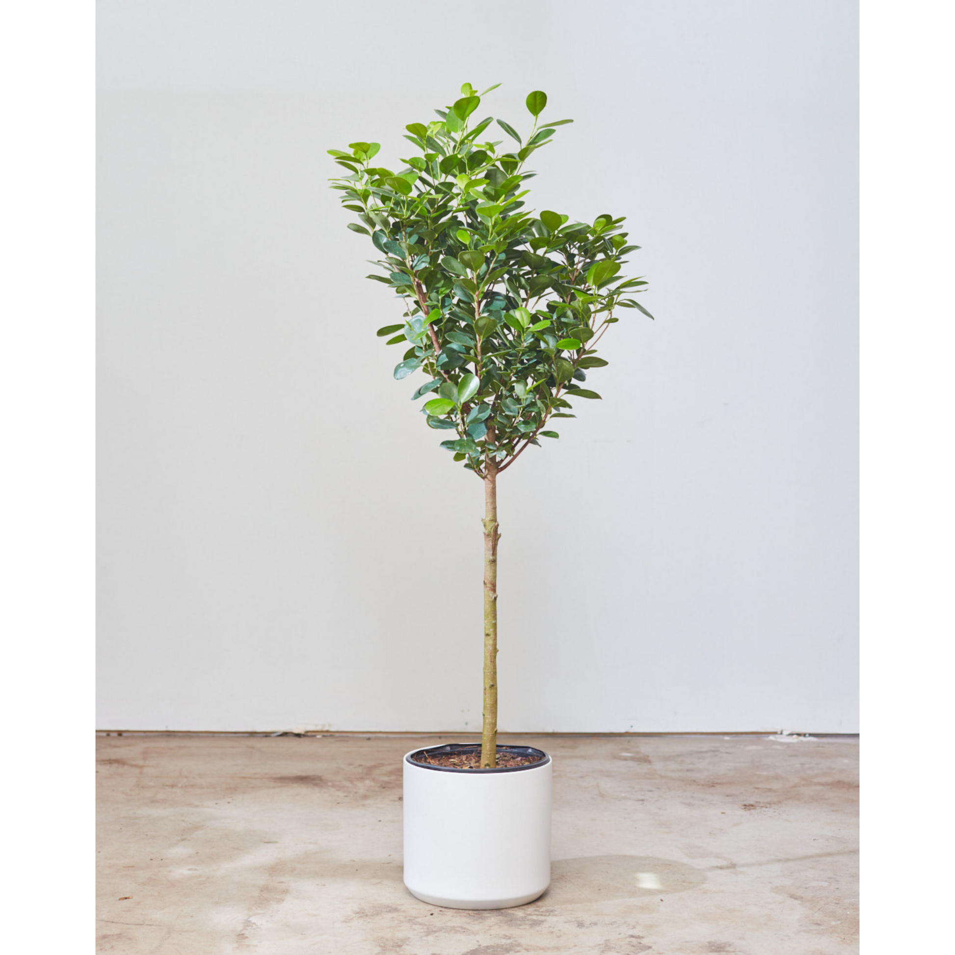 Ficus Moclame: Ficus microcarpa - 12 inch pot - 4-5 foot tall — indoor plant — indoor plant for sale by Promise Supply for delivery and pickup in Toronto.