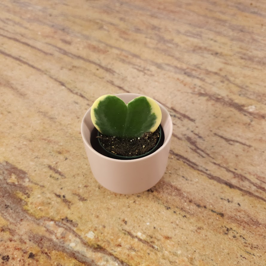 Variegated Hoya Heart: Hoya kerrii - 2.5 inch pot — plant in pot — indoor plant for sale by Promise Supply for delivery and pickup in Toronto.