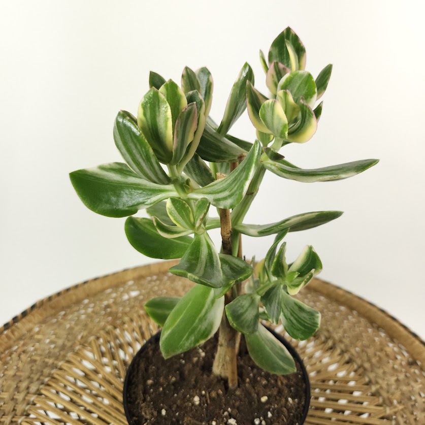 Variegated Jade Bonsai: Crassula ovata - 6 inch pot — close-up of foliage — indoor plant for sale by Promise Supply for delivery and pickup in Toronto.