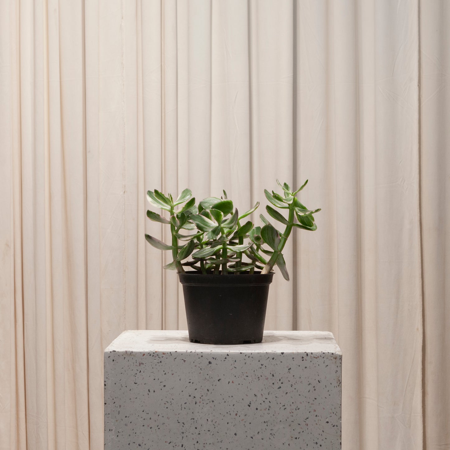 Variegated Jade: Crassula ovata - 6 inch pot
