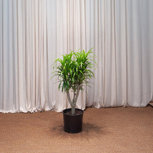 Medusa Stump: Dracaena reflexa 'Anita' - 10 inch pot - 3.5-4 foot tall — indoor plant — indoor plant for sale by Promise Supply for delivery and pickup in Toronto.