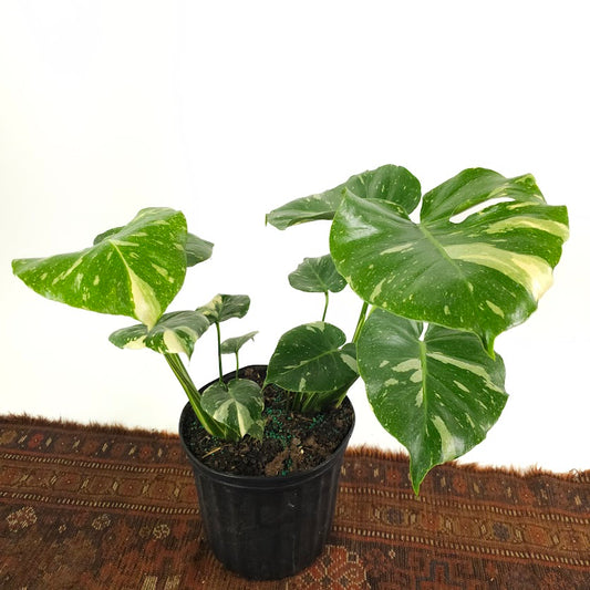 Variegated Monstera: Monstera deliciosa 'Thai Constellation' - 10 inch pot — plant in pot — indoor plant for sale by Promise Supply for delivery and pickup in Toronto.