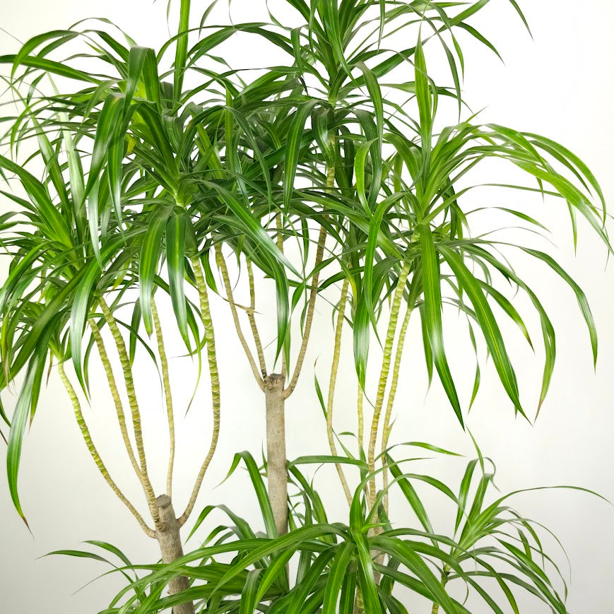 Variegated Medusa Candelabra: Dracaena reflexa 'Anita' - 14 inch pot - 5.5-6 foot tall — close-up of foliage — indoor plant for sale by Promise Supply for delivery and pickup in Toronto.