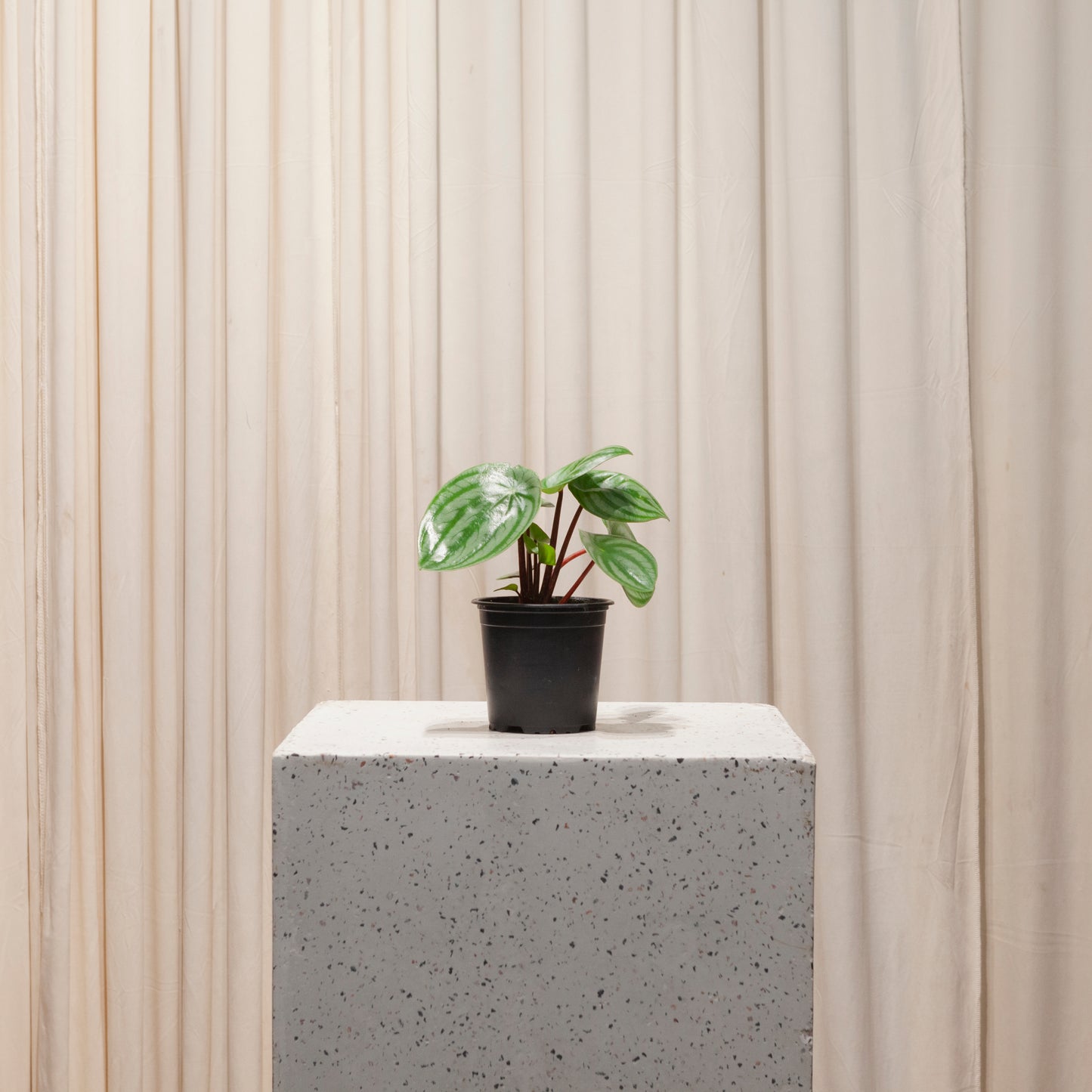 Watermelon Peperomia: Peperomia argyreia - 4 inch pot