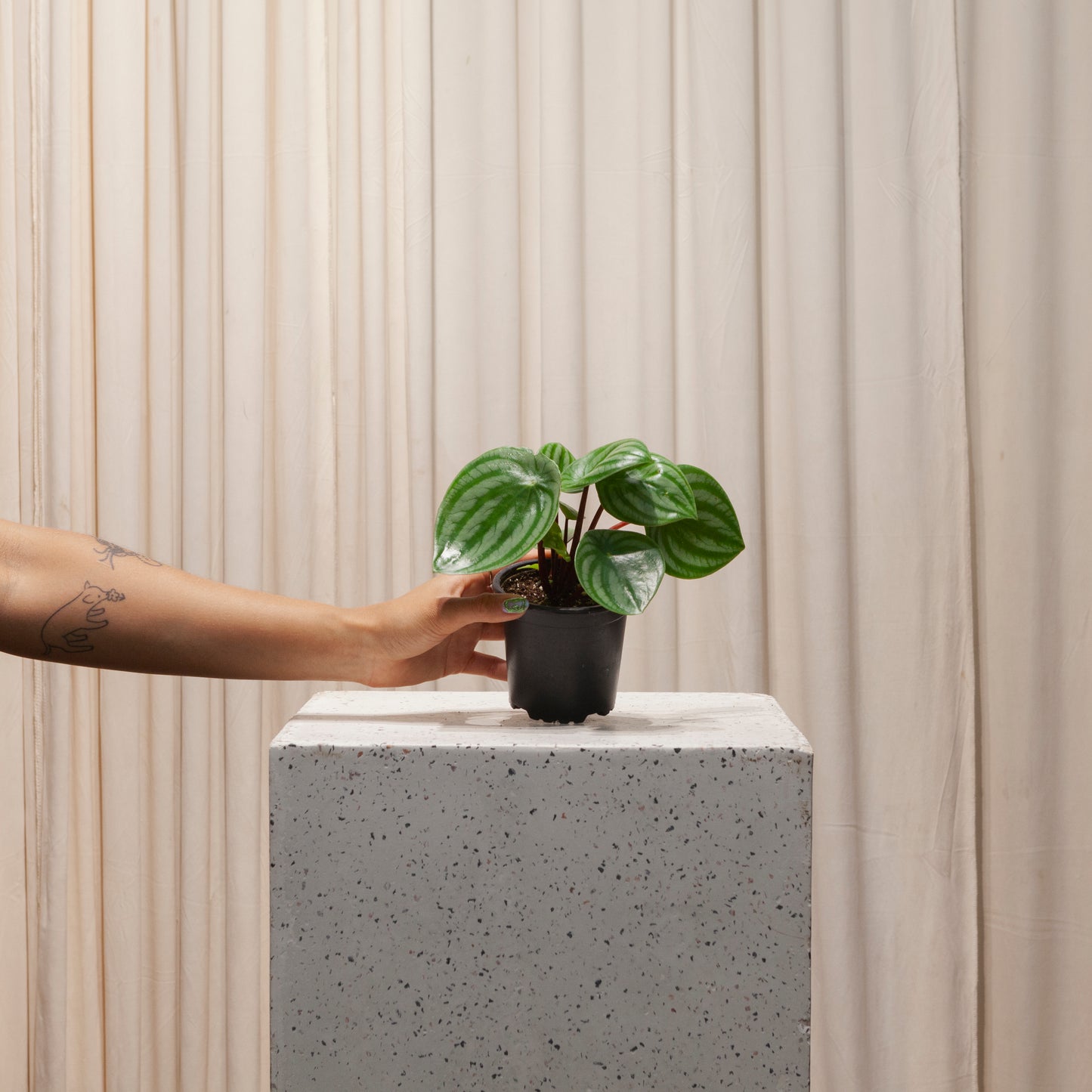 Watermelon Peperomia: Peperomia argyreia - 4 inch pot