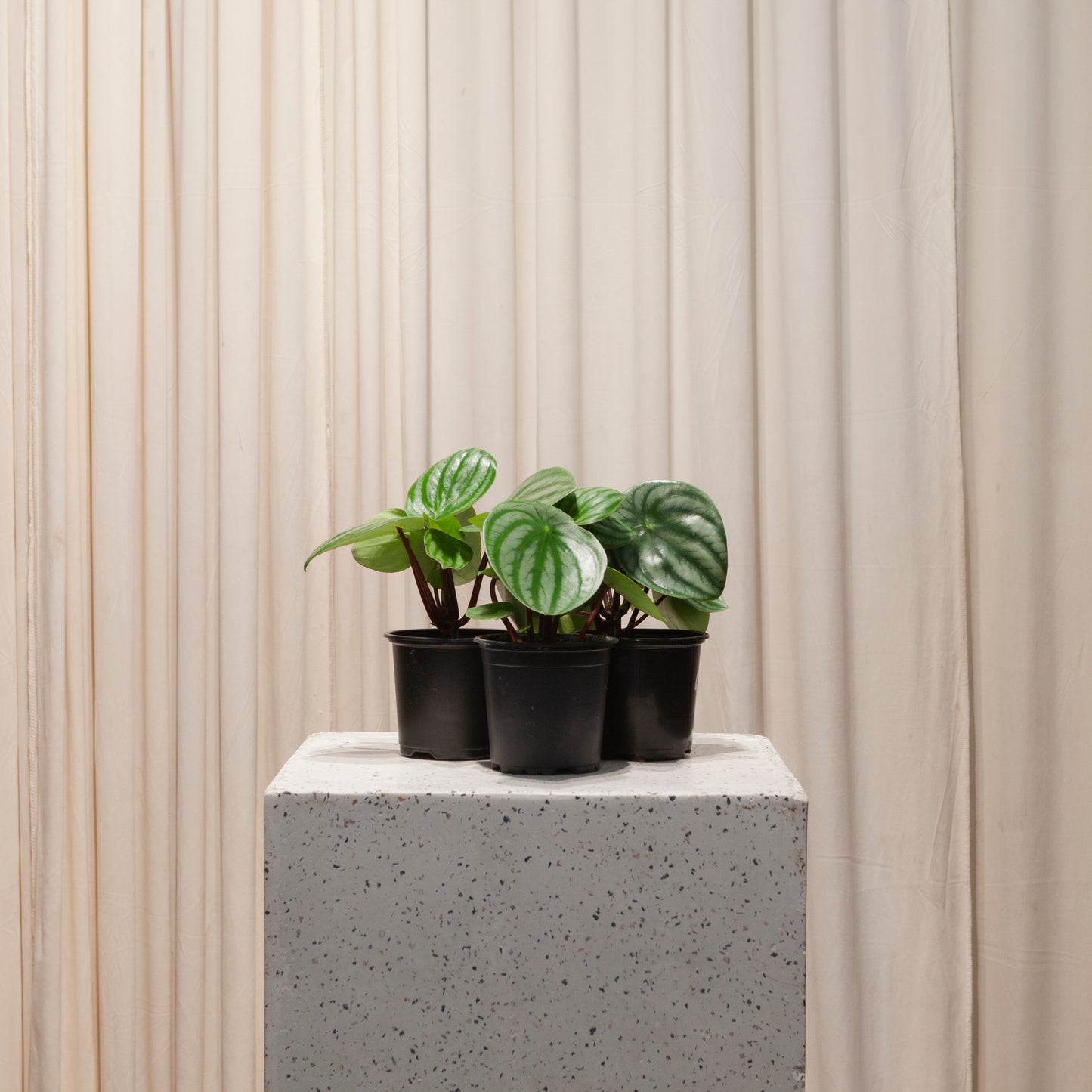 Watermelon Peperomia: Peperomia argyreia - 4 inch pot
