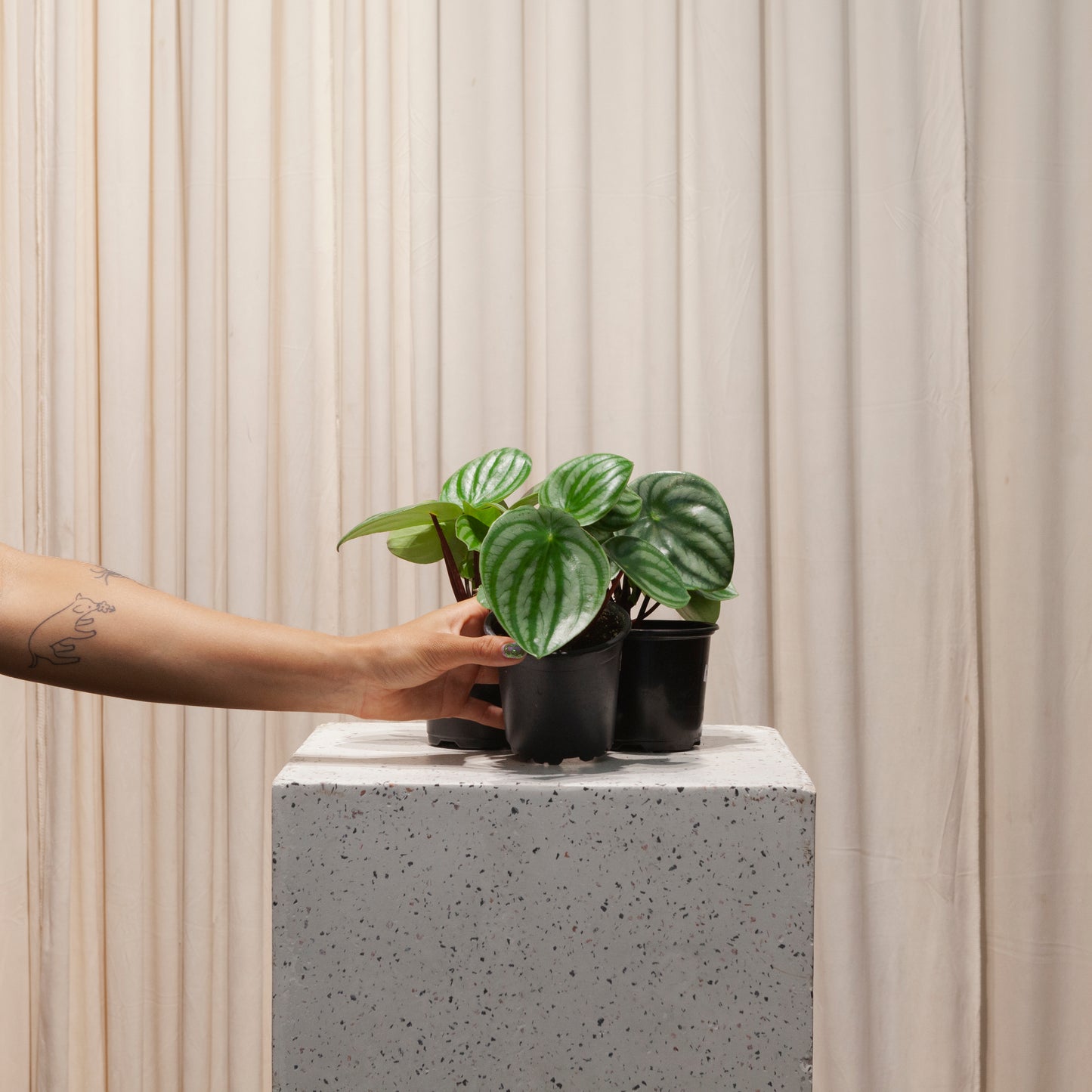 Watermelon Peperomia: Peperomia argyreia - 4 inch pot