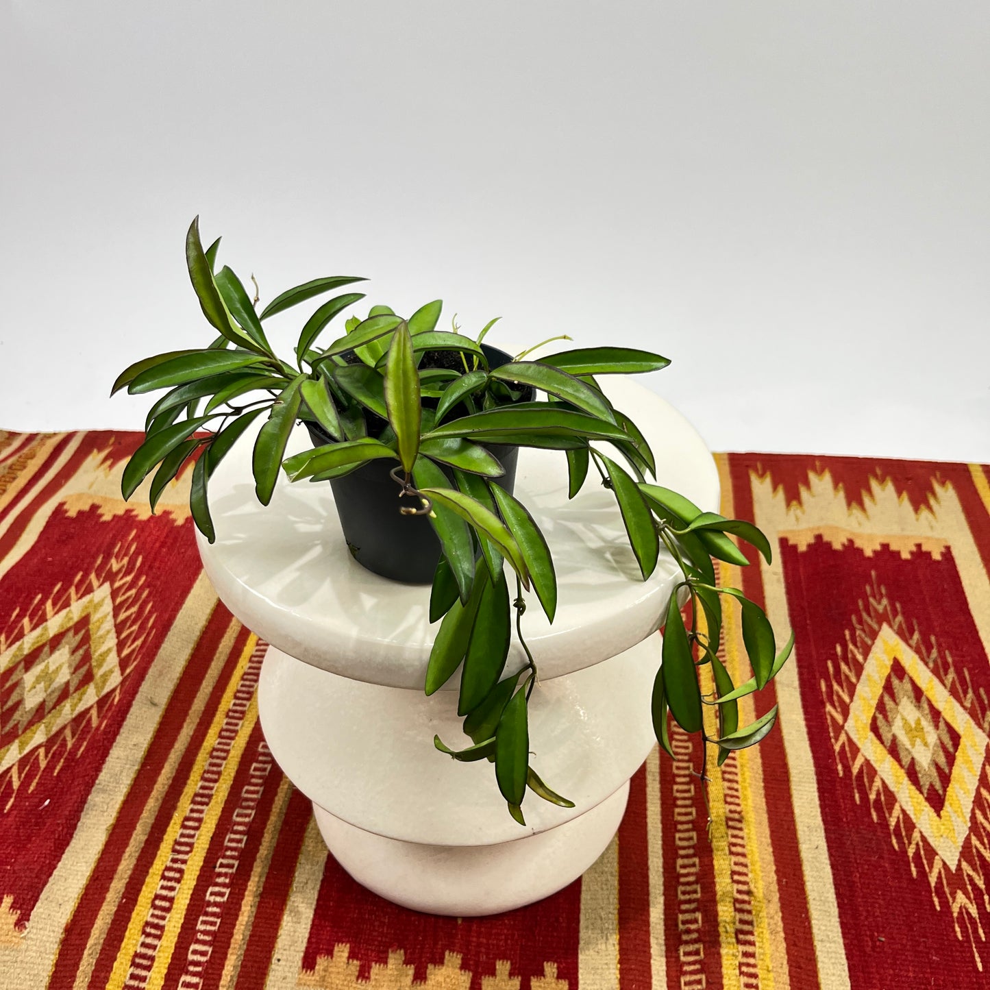 Wax Plant: Hoya wayetii - 5 inch pot — plant in pot — indoor plant for sale by Promise Supply for delivery and pickup in Toronto.