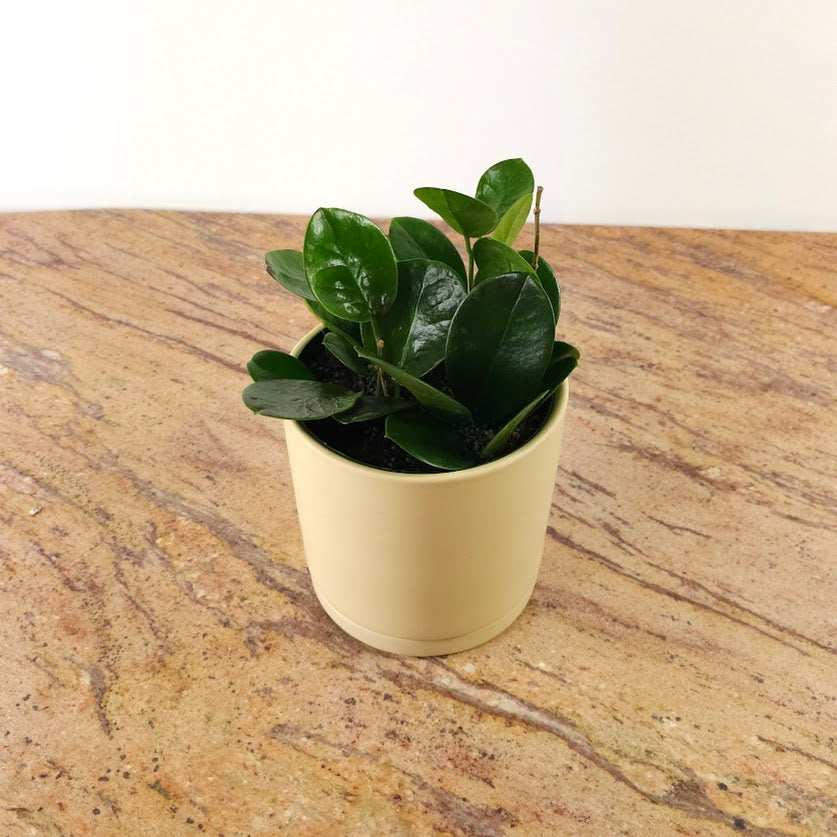 Wax Vine: Hoya australis - 6 inch pot