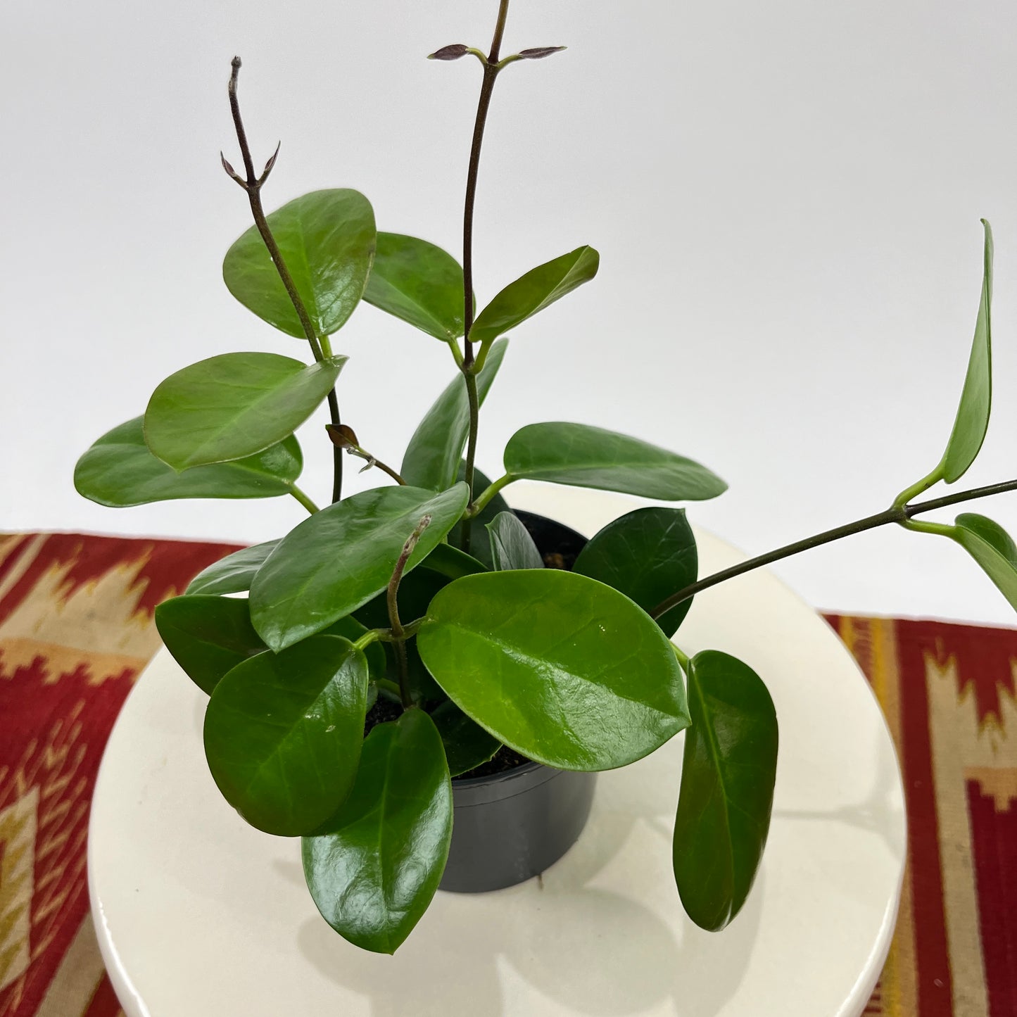 Wax Vine: Hoya australis - 5 inch pot — close-up of foliage — indoor plant for sale by Promise Supply for delivery and pickup in Toronto.