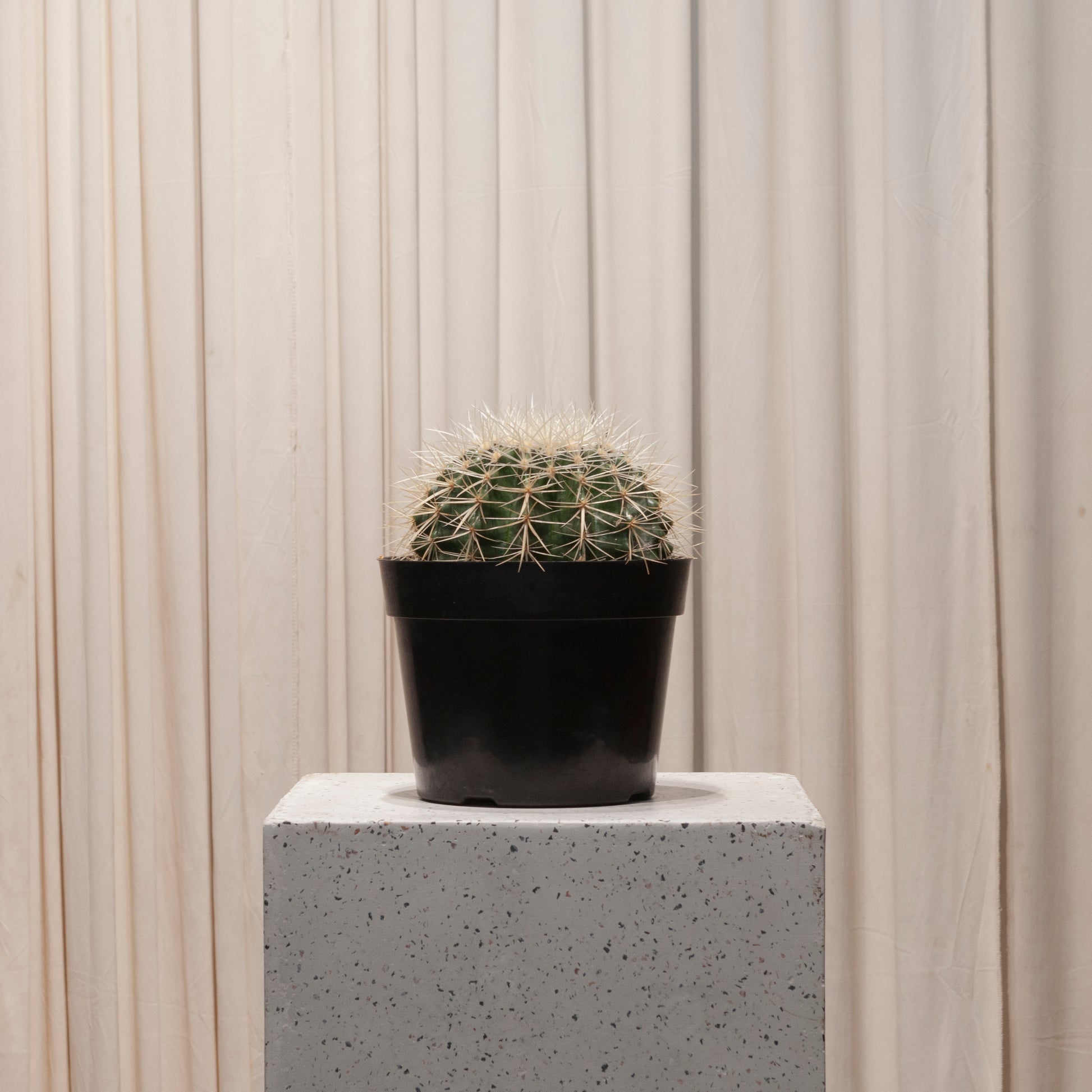 White Barrel Cactus: Echinocactus grusonii albispinus - 8 inch pot - 1 foot tall — in white planter — indoor plant for sale by Promise Supply for delivery and pickup in Toronto.