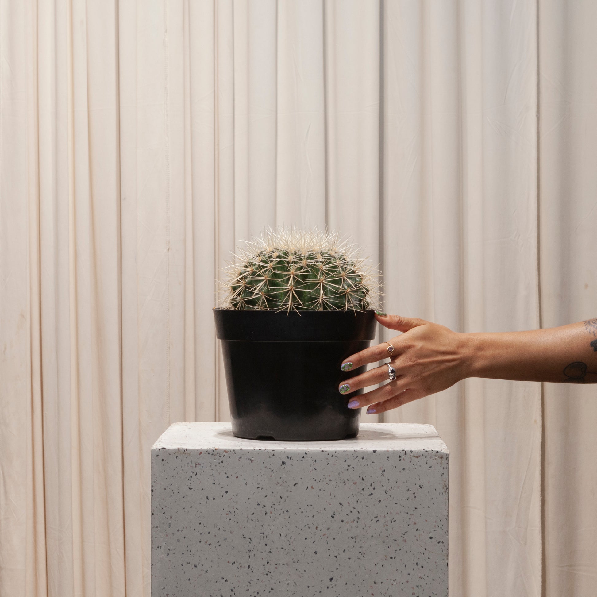 White Barrel Cactus: Echinocactus grusonii albispinus - 8 inch pot - 1 foot tall — in white planter — indoor plant for sale by Promise Supply for delivery and pickup in Toronto.