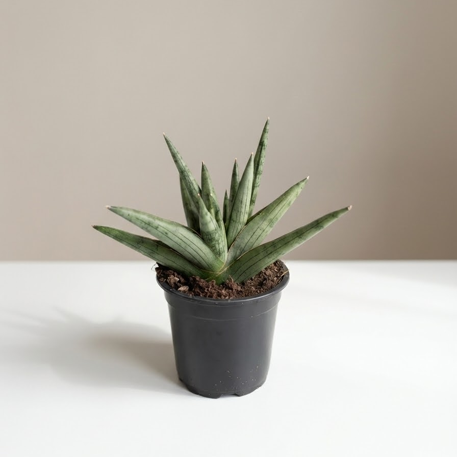 Yaya Snake Plant: Sansevieria in 4 inch pot — indoor plant for sale by Promise Supply for delivery and pickup in Toronto.