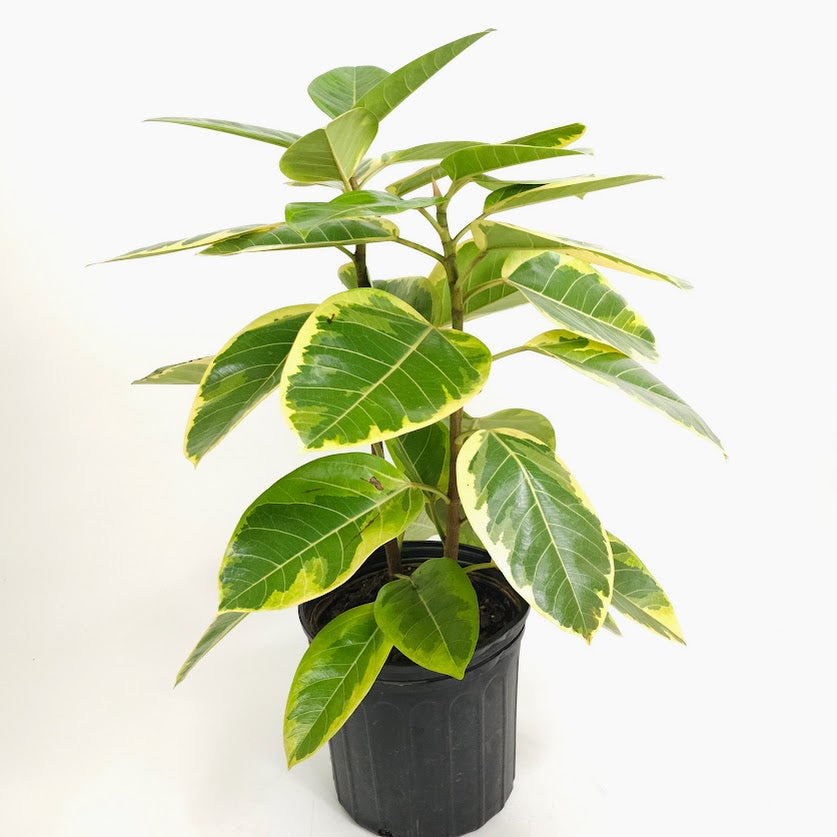 ficus altissima bush Yellow Gem Fig Bush: Ficus Altissima - 10" Pot