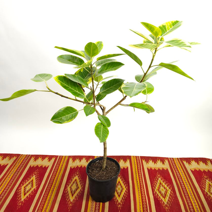 Yellow Gem Fig Tree: Ficus altissima - 10 inch pot - 4-5 foot tall — plant in pot — indoor plant for sale by Promise Supply for delivery and pickup in Toronto.