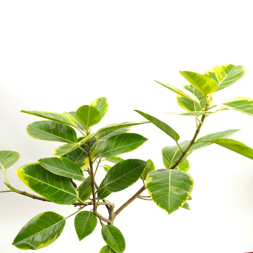Yellow Gem Fig Tree: Ficus altissima - 10 inch pot - 4-5 foot tall — close-up of foliage — indoor plant for sale by Promise Supply for delivery and pickup in Toronto.