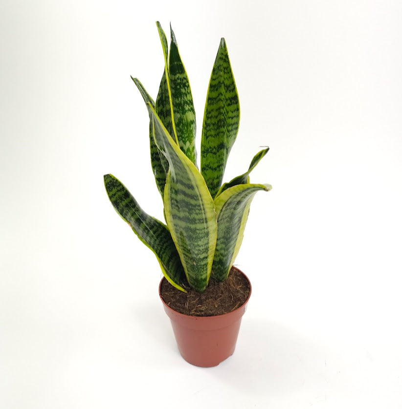 Yellow Snake Plant: Sansevieria trifasciata 'Laurentii' - 5 inch pot