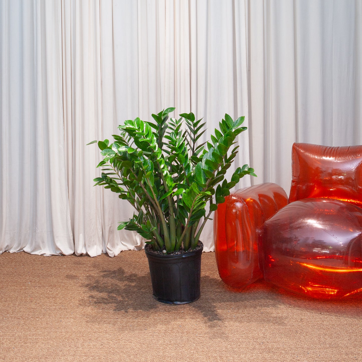 ZZ Plant: Zamioculcas zamiifolia - 12 inch pot - 2-3 foot tall