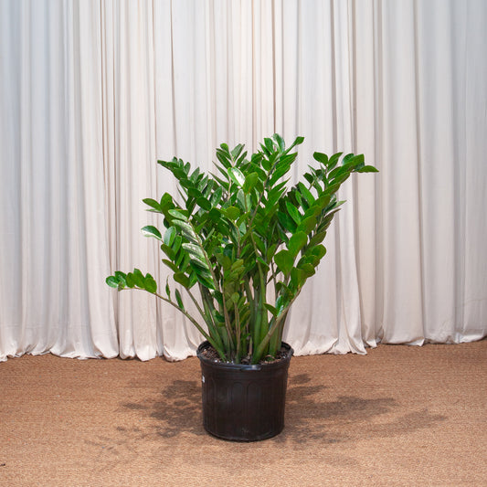 ZZ Plant: Zamioculcas zamiifolia - 14 inch pot - 3-3.5 foot tall — indoor plant — indoor plant for sale by Promise Supply for delivery and pickup in Toronto.