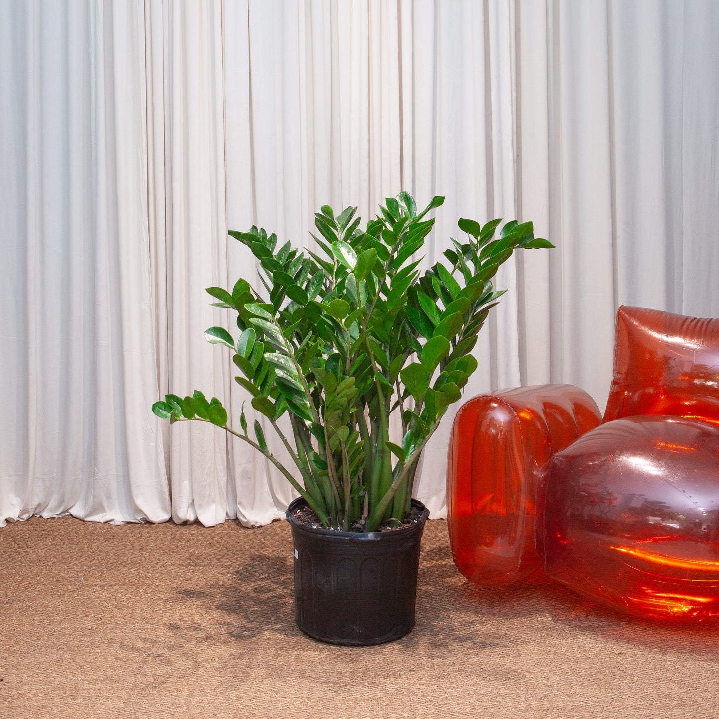 ZZ Plant: Zamioculcas zamiifolia - 14 inch pot - 3-3.5 foot tall