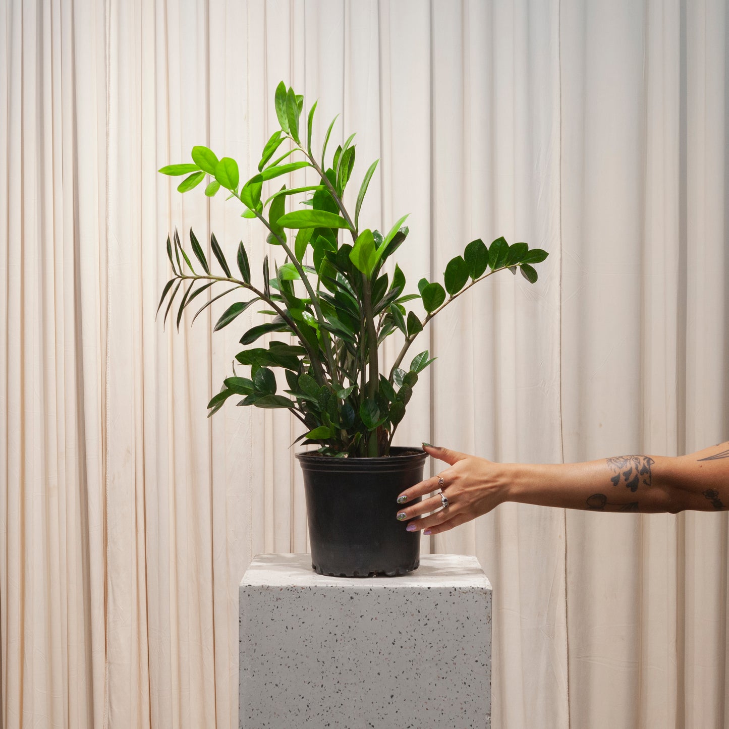 ZZ Plant: Zamioculcas zamiifolia - 8 inch pot — plant in pot — indoor plant for sale by Promise Supply for delivery and pickup in Toronto.