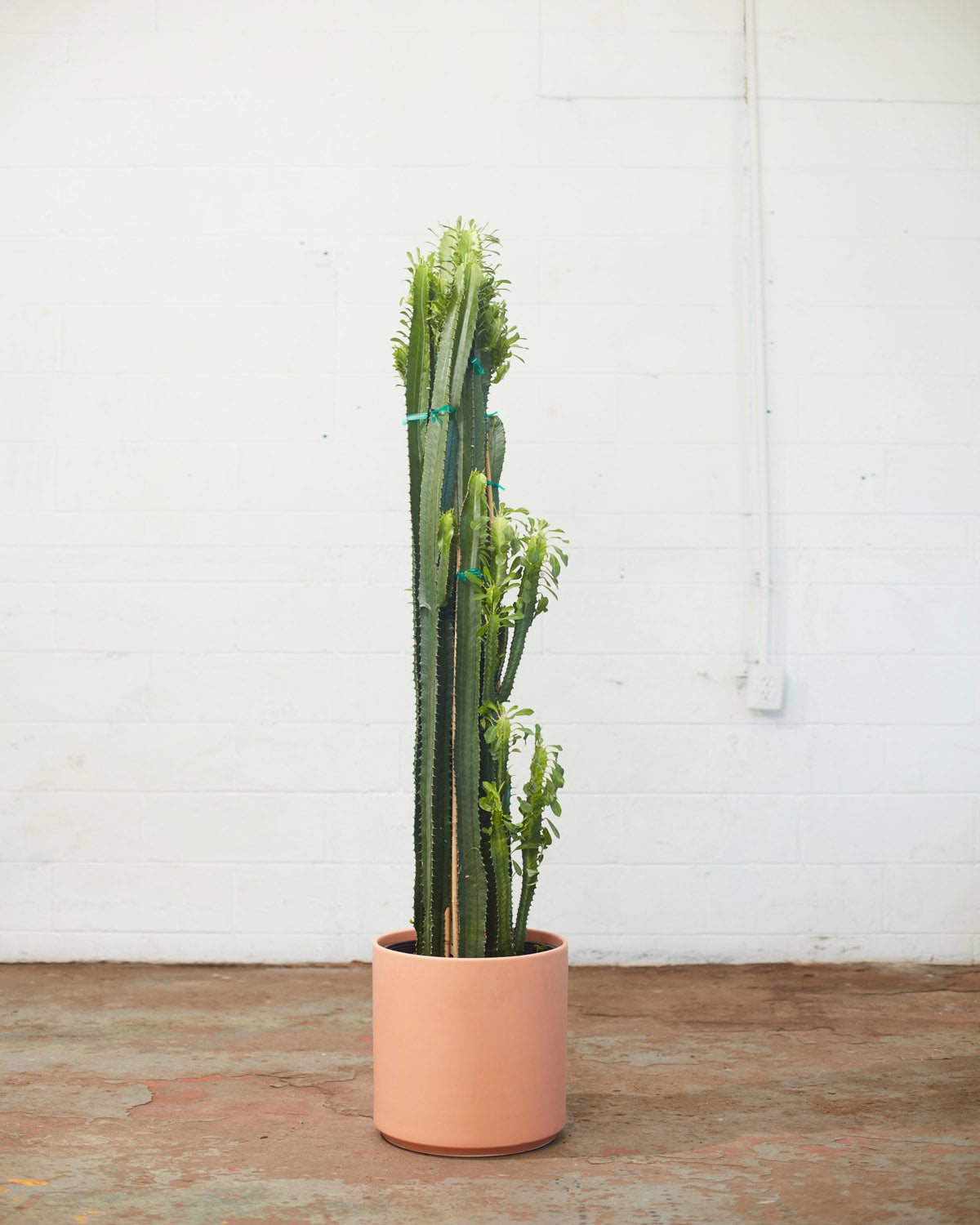 African Milk Tree Cactus: Euphorbia trigona - 14 inch pot - 5 foot tall