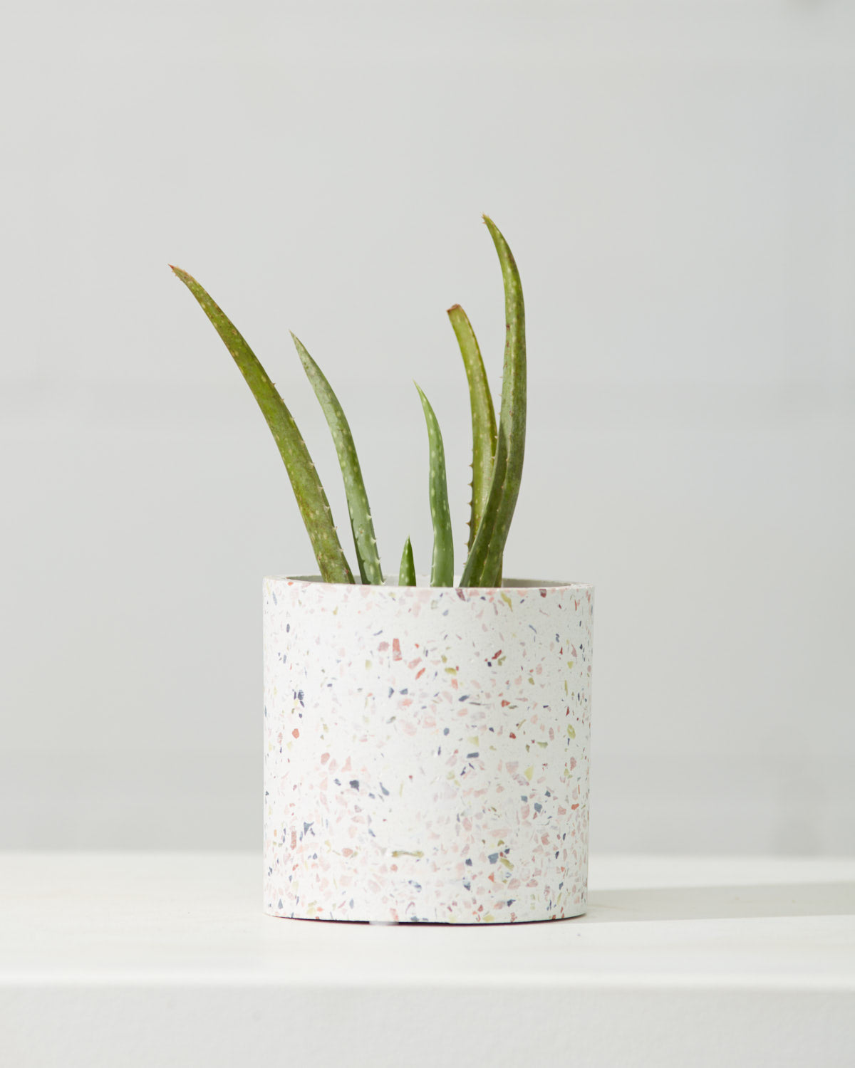 Aloe Vera: Aloe barbadensis - 4 inch pot — indoor plant — indoor plant for sale by Promise Supply for delivery and pickup in Toronto.