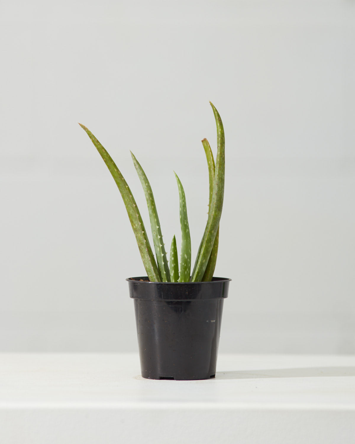 Aloe Vera: Aloe barbadensis - 4 inch pot — indoor plant — indoor plant for sale by Promise Supply for delivery and pickup in Toronto.