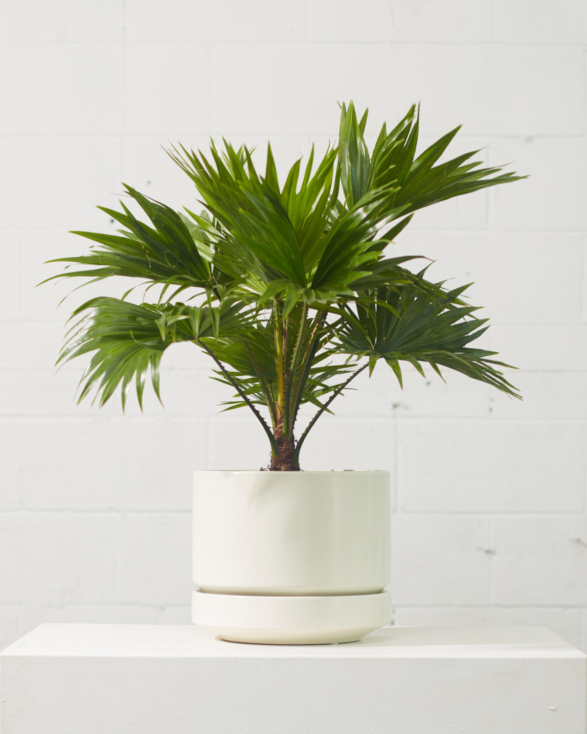 Chinese Fan Palm: Livistona chinensis - 10 inch pot - 3-4 foot tall