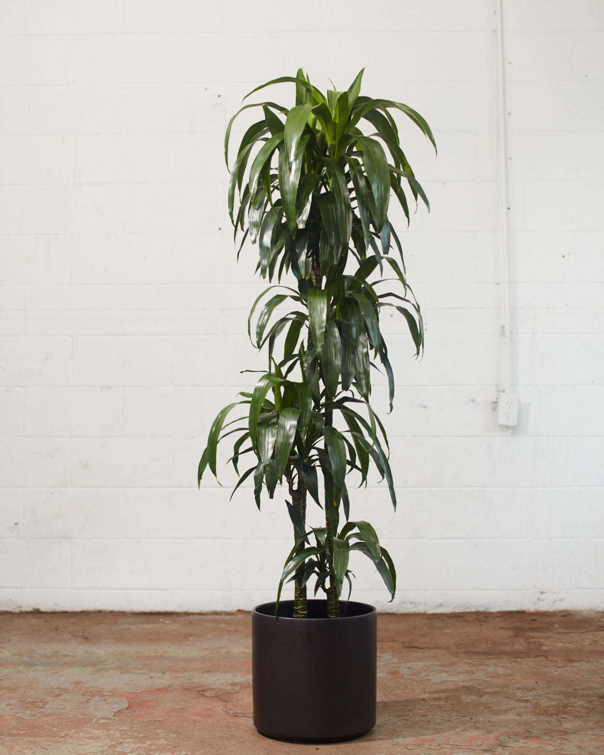 Staggered Elegance Cane: Dracaena fragrans 'Lisa' - 12 inch pot - 5-6 foot tall