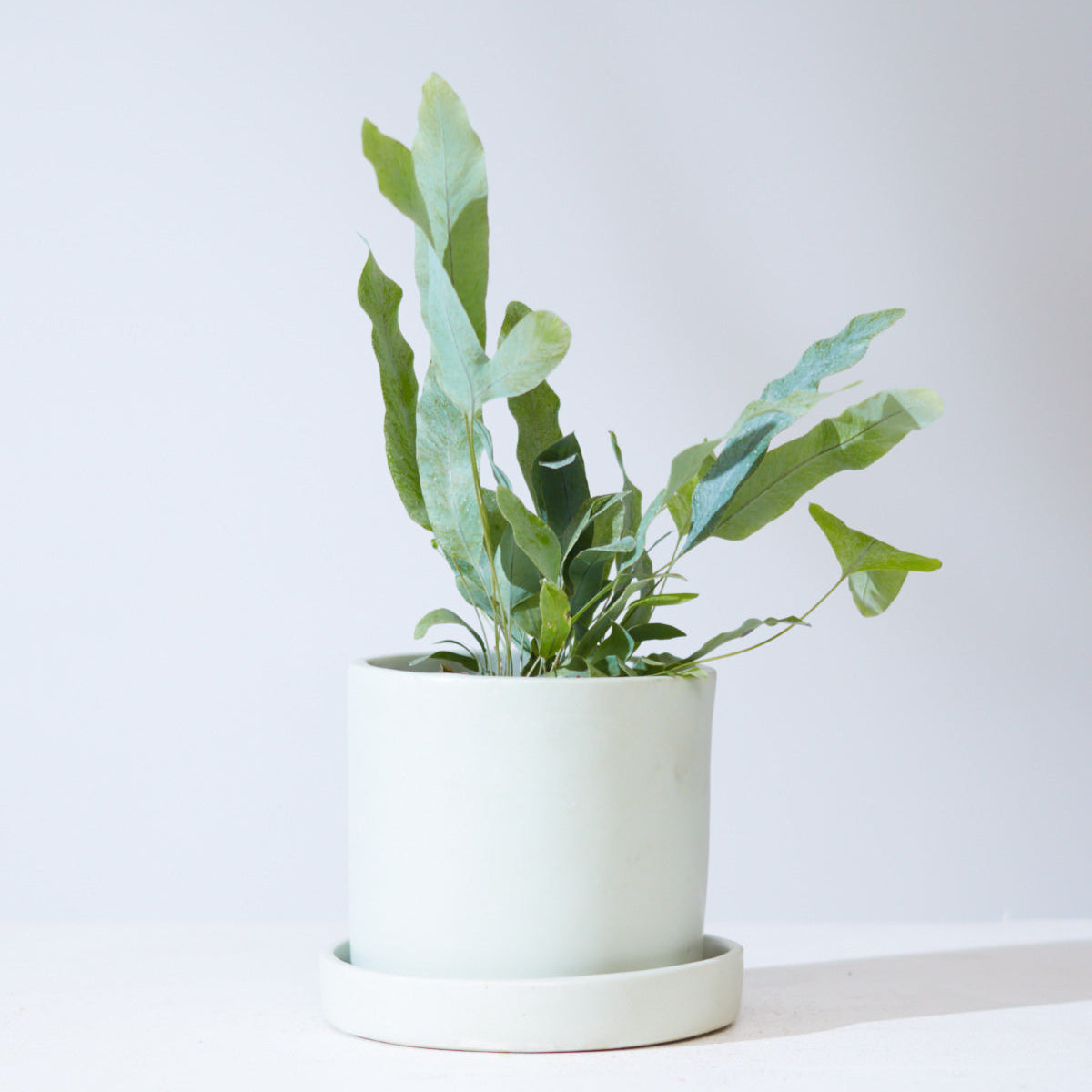 blue star fern for sale Blue Star Fern: Phlebodium Aureum - 5" Pot