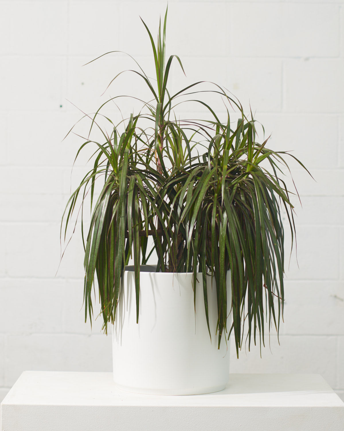 Kendall Ceramic Pot | 12 inch Nursery Pot — empty planter, ceramic planter, studio photo — planter for sale by Promise Supply for delivery and pickup in Toronto.